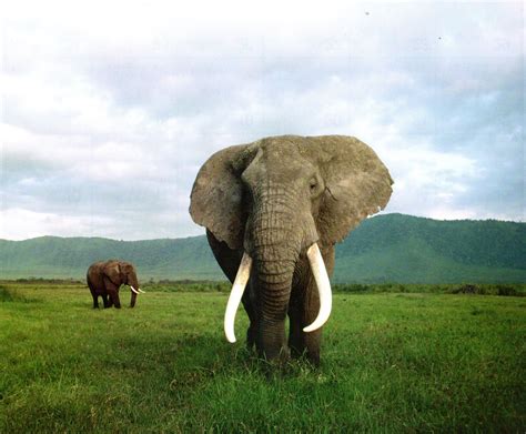 African Elephant Pair On Savanna African Elephant Serengeti National