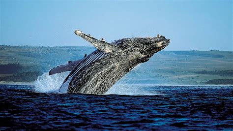 Tons of awesome 1080x1080 wallpapers to do. Go whale spotting in Samana Bay | First Choice