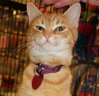 Orange striped cats like garfield are called red tabby. Tabby - Orange - Tabby Cat - Medium - Young - Female - Cat ...