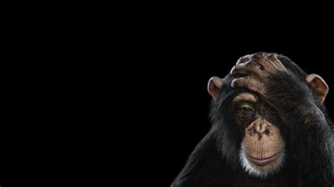 Free Download Hd Wallpaper Black Monkey Photography Mammals