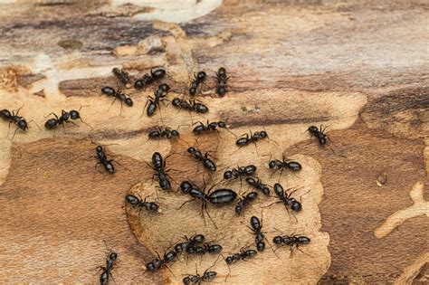 When my divorce went through, i packed up my clothes and moved. What To Do If You See Ants In Your Apartment | Autumn Park ...