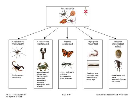 Animal Classification Chart - Arthropods