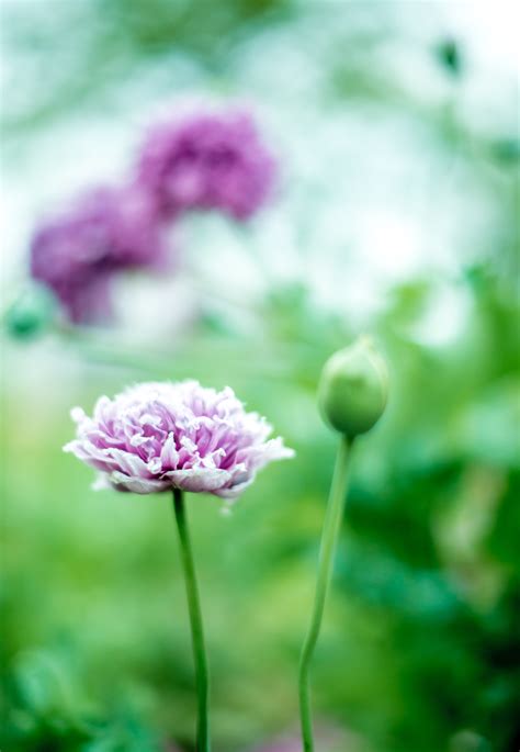 3840x2160 Resolution Purple Petaled Flower Selective Photography Hd