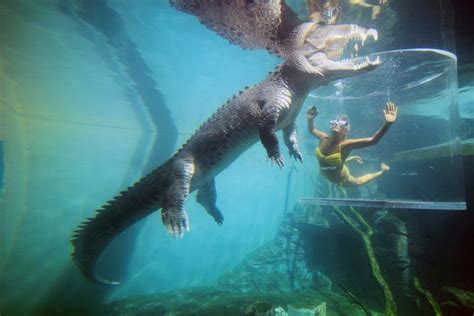 This Crocodile Cage Of Death Is Not For The Faint Of Heart Huffpost