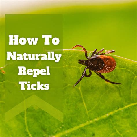 How To Repel Ticks Naturally Dengarden