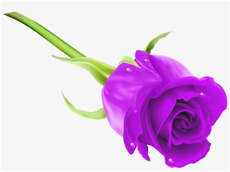 purple rose clip art