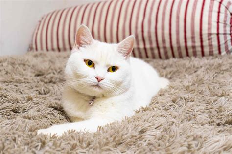 British Shorthair — Full Profile History And Care