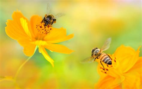 Bee And Flower Wallpapers Top Free Bee And Flower Backgrounds