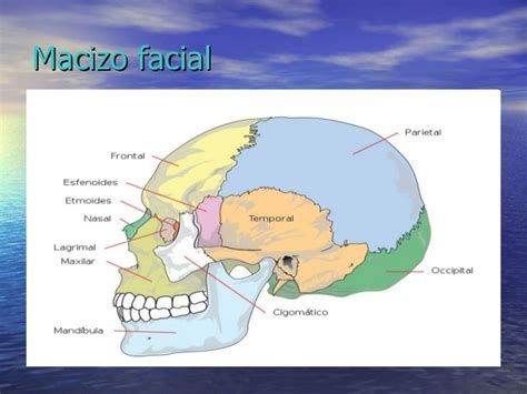 Zonas Y Regiones Del Cuerpo Humano Human Skull Anatomy Headache