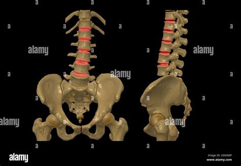 Ct Lumbar Spine Or L S Spine 3d Rendering Image Ap And Lateral View