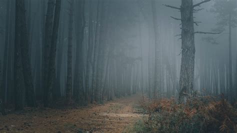 Trees Path Darkness Forest Fog