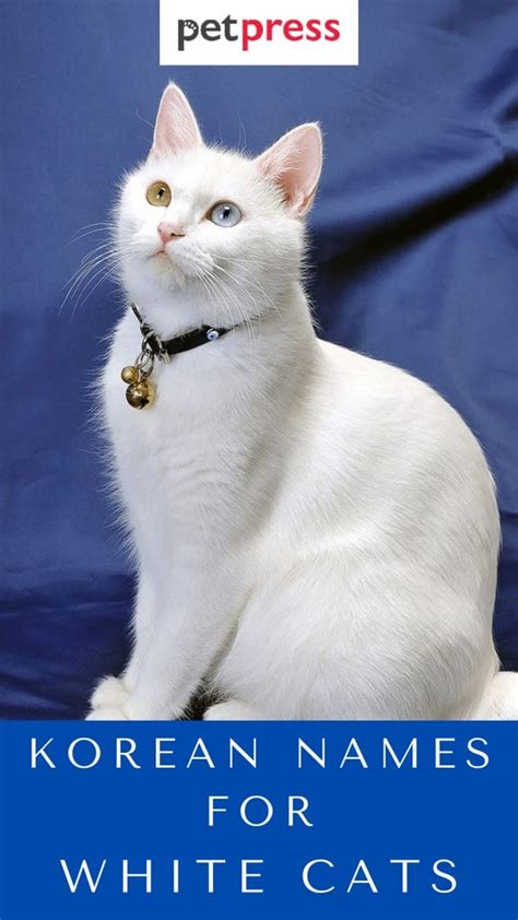 170 Korean Cat Names For White Cats With Meanings For Your Kitten