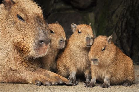 Capybara And Babiesby Tokutomi Masaki Capybara Animals Wild Animals