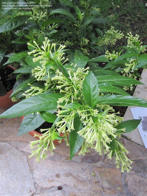 Night blooming jasmine didn't originate in the united states. PlantFiles Pictures: Cestrum Species, Night Blooming ...
