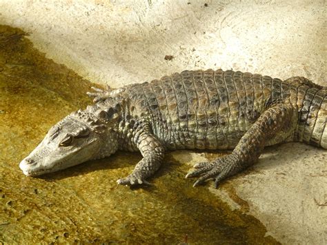 Fotos Gratis Reptil Fauna Cocodrilo Caimán Organismo Crocodilia