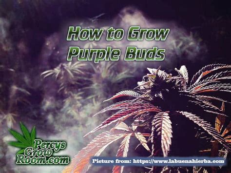 How To Grow Purple Buds Flowering Percys Grow Room Cannabis
