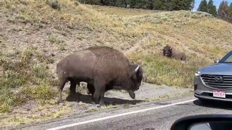 Bison Headbutts Car In Yellowstone National Park Youtube