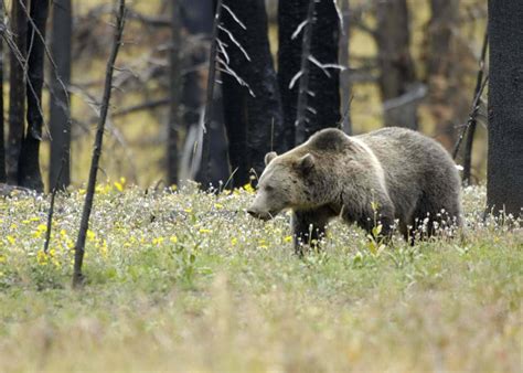 Vital Ground Grizzly Bears And Greater Yellowstone Sierra Club