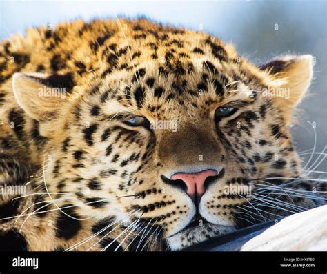 Amur Leopard Body Hi Res Stock Photography And Images Alamy
