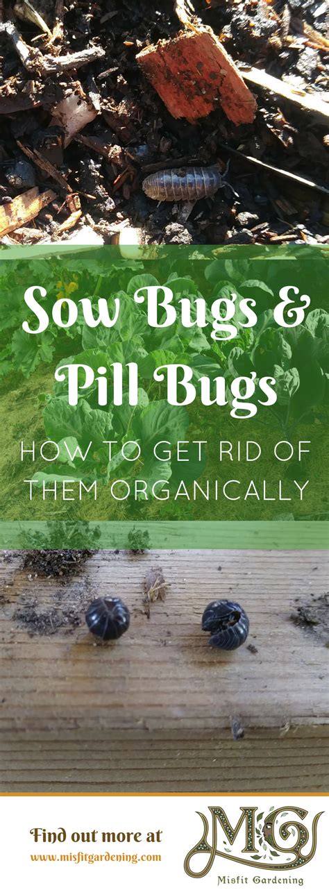How do you kill norovirus. How Do You Get Rid Of Sow Bugs? - Misfit Gardening