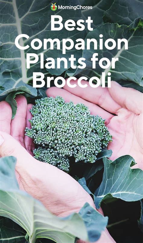 21 Of The Best Broccoli Companion Plants