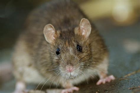 Brown Rat Stock Photo Image Of Norvegicus Pest Curious 38108894