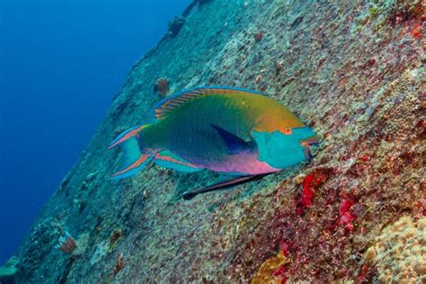 Parrotfish Are Key To Save Coral Reefs Of Providencia Colombia