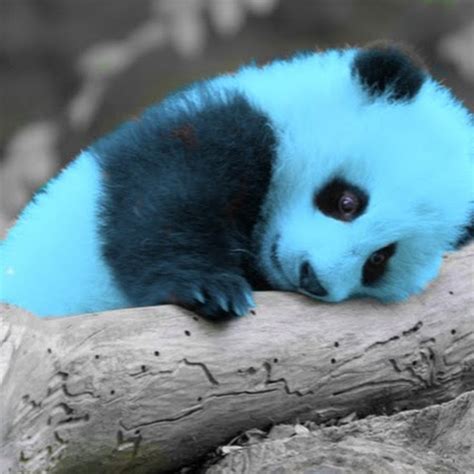 Blue Panda Youtube