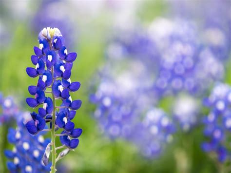 Texas Blue Bonnets How To Grow Blue Bonnet Flowers In The Garden