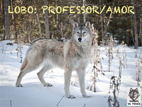 Lobo Animal De Poder