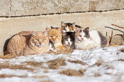 45 Best Images Feral Cat Colony Help Protecting Rocklands Hidden