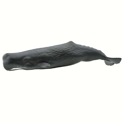 Sperm Whale Wild Safari Ocean Figure Safari Ltd 100209 Radar Toys