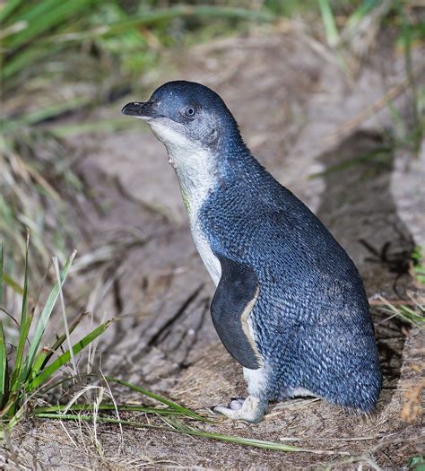 Little Penguin Wikipedia
