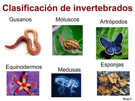Animales Invertebrados Qué Son Información Nombres Y Características