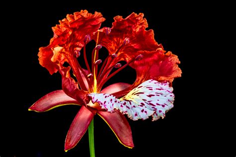 Free Images Blossom Flower Petal Bloom Red Flora Lily Macro