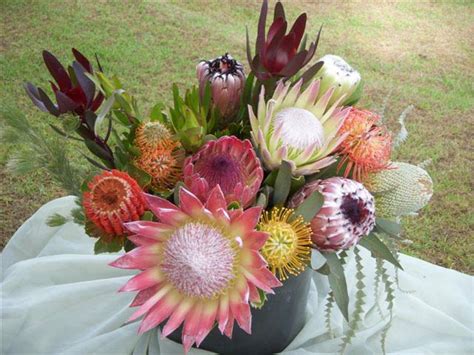 Artificial flowers such as silk and fabric are a great alternative to fresh flowers. Protea for Sale - No Ka Oi Protea