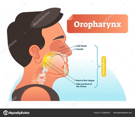 Throat Diagram Labeled Oropharynx Vector Illustration Anatomical