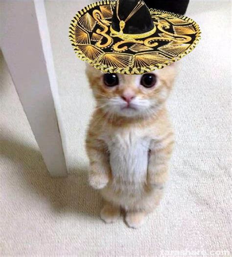 Cowboy Hat Cat Meme