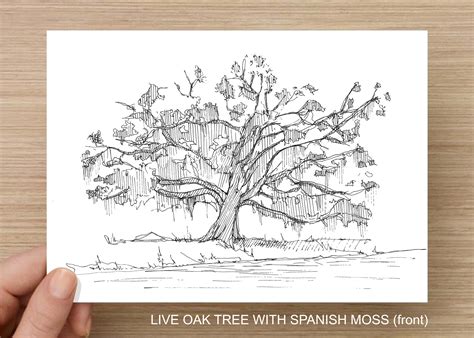 Live Oak Tree With Spanish Moss Pen And Ink Drawing Line Drawing