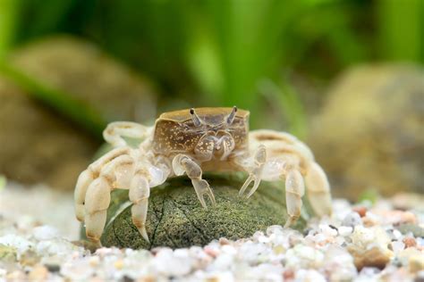 Freshwater Pom Pom Crab Care Expert Tips For Success