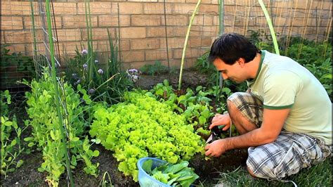 You're either going to build indoors, which can be tricky due to lighting, or you're going to do it in a backyard, on a rick is a home design consultant and enthusiast, whose life is consumed by all things home and garden. How To Regrow Cut Garden Lettuce for repeated crops with ...