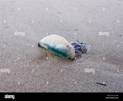 A Portuguese Man O War Washed Ashore On A Beach Covered In Sand Stock