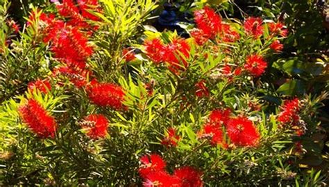 But here it is, early march and i saw my first hummingbird. Plants to Attract Hummingbirds in Florida | Garden Guides
