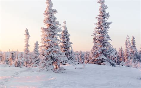 Download Wallpaper 3840x2400 Trees Snow Snowy Winter Light 4k Ultra
