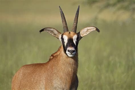 Only eland, bongo and large male greater kudu can exceed them in weight. Roan Antelope {Hippotragus equinus}