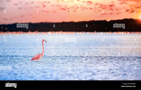 Flamingos Hi Res Stock Photography And Images Alamy