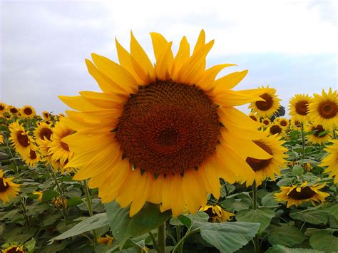 We did not find results for: Sunflower. Full sun annual. Non toxic to dogs. | Patio ...