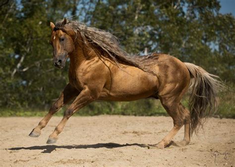 American Quarter Horseorigin Characteristics And More 2020