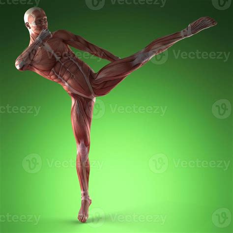 Human Muscle Anatomy 5648342 Stock Photo At Vecteezy