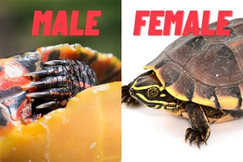 The Ultimate Guide To Determining A Turtles Gender For Beginners
